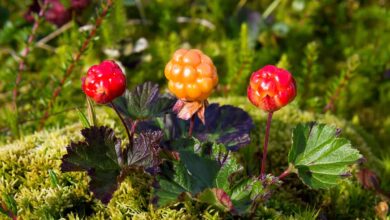 cloudberry
